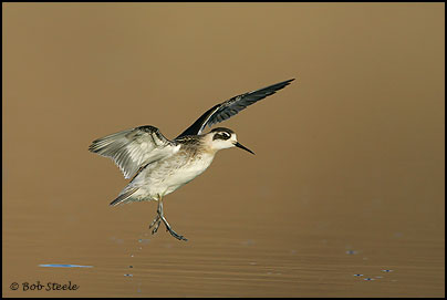 Red-necked Phalarope (Phalaropus lobatus)