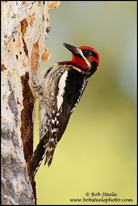 hybrid Red-breasted X Red-naped Sapsucker