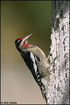Red-naped Sapsucker (Sphyrapicus nuchalis)