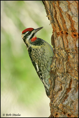 Red-naped Sapsucker (Sphyrapicus nuchalis)