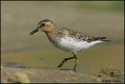 Red-necked Stint (Calidris ruficollis)