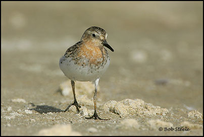Red-necked Stint (Calidris ruficollis)
