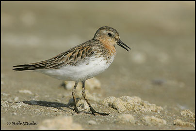 Red-necked Stint (Calidris ruficollis)