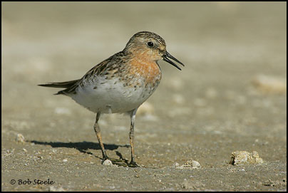Red-necked Stint (Calidris ruficollis)
