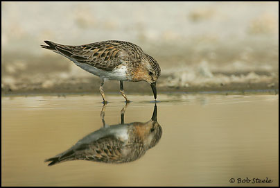 Red-necked Stint (Calidris ruficollis)