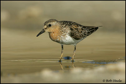 Red-necked Stint (Calidris ruficollis)