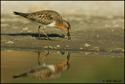 Red-necked Stint (Calidris ruficollis)