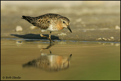 Red-necked Stint (Calidris ruficollis)