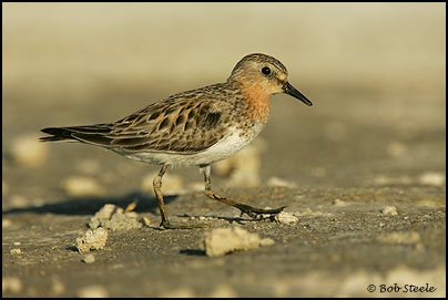 Red-necked Stint (Calidris ruficollis)