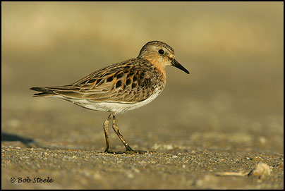 Red-necked Stint (Calidris ruficollis)