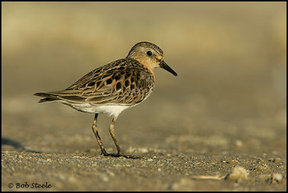 Red-necked Stint (Calidris ruficollis)