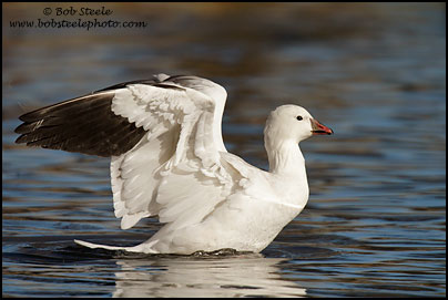 Ross's Goose (Chen rossii)