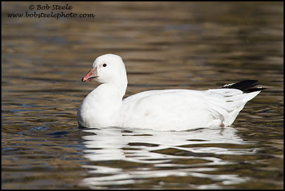 Ross's Goose (Chen rossii)