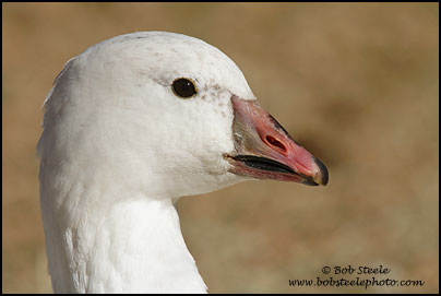 Ross's Goose (Chen rossii)