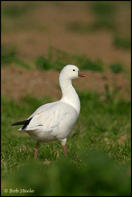 Ross's Goose (Chen rossii)