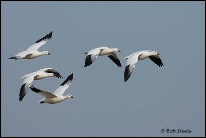 Ross's Goose (Chen rossii)