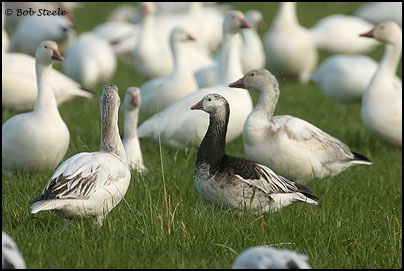 Ross's Goose (Chen rossii)