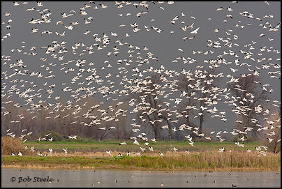 Ross's Goose (Chen rossii)