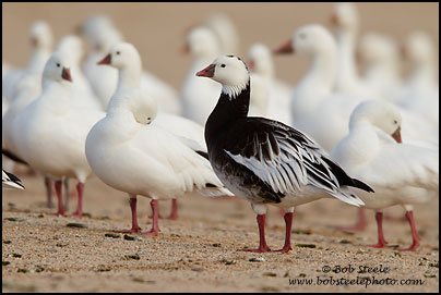 Ross's Goose (Chen rossii)