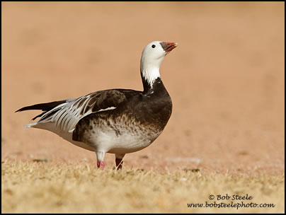 Ross's Goose (Chen rossii)