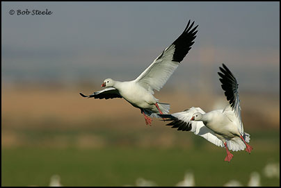 Ross's Goose (Chen rossii)