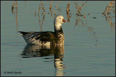 Ross's Goose (Chen rossii)