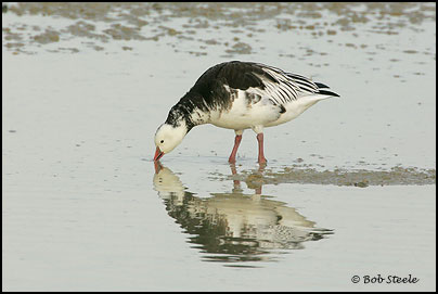 Ross's Goose (Chen rossii)