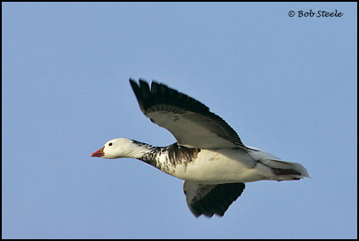 Ross's Goose (Chen rossii)