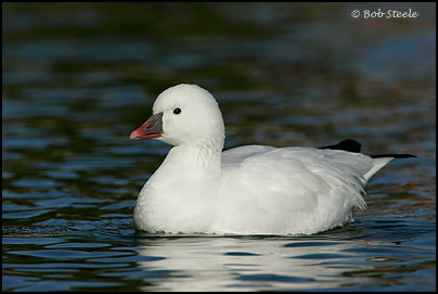 Ross's Goose (Chen rossii)