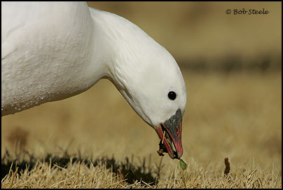 Ross's Goose (Chen rossii)