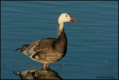 Snow Goose (Chen caerulescens)