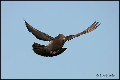 Rock Pigeon (Columba livia)