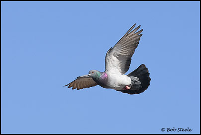 Rock Pigeon (Columba livia)