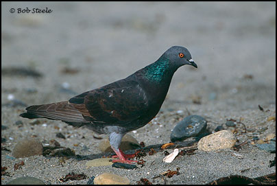 Rock Pigeon (Columba livia)