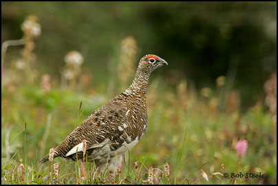 Rock Ptarmigan (Lagopus mutus)