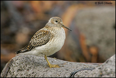 Rock Sandpiper (Calidris ptilocnemis)