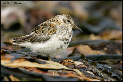 Rock Sandpiper (Calidris ptilocnemis)
