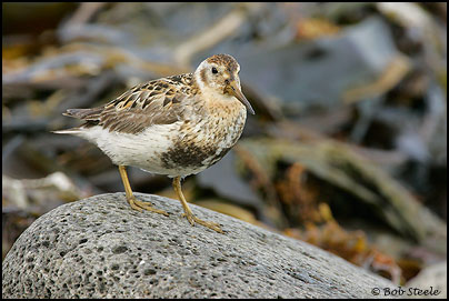 Rock Sandpiper (Calidris ptilocnemis)