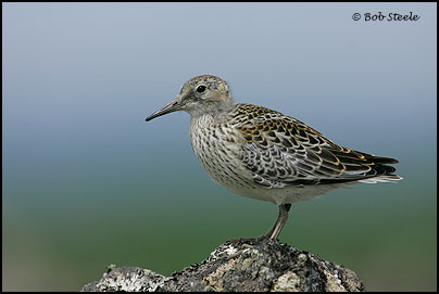 Rock Sandpiper (Calidris ptilocnemis)