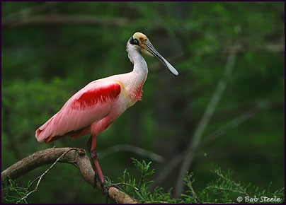 Roseate Spoonbill (Ajaia ajaja)