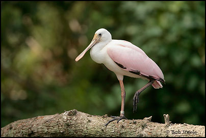 Roseate Spoonbill (Ajaia ajaja)
