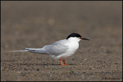 Roseate Tern (Sterna dougallii)
