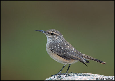 Rock Wren (Salpinctes obsoletus)