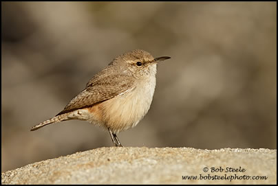 Rock Wren (Salpinctes obsoletus)