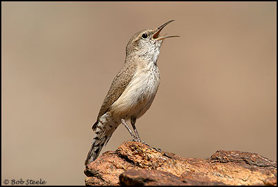 Rock Wren (Salpinctes obsoletus)