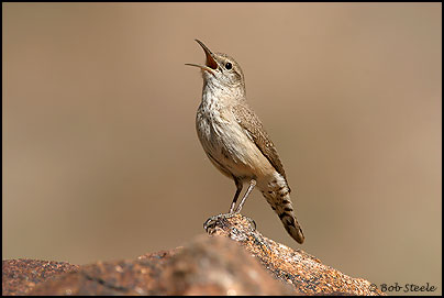 Rock Wren (Salpinctes obsoletus)