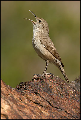 Rock Wren (Salpinctes obsoletus)
