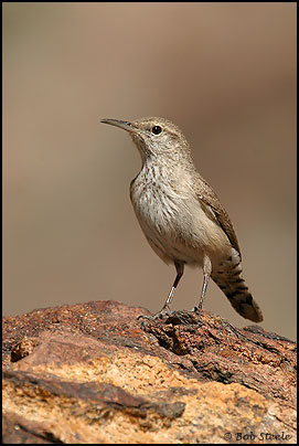 Rock Wren (Salpinctes obsoletus)