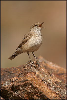 Rock Wren (Salpinctes obsoletus)