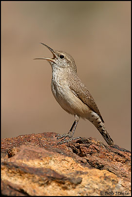 Rock Wren (Salpinctes obsoletus)